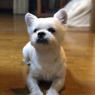 板橋区で里親を探しています。