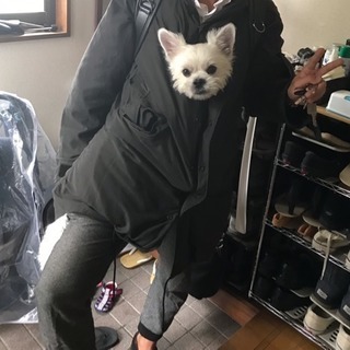 板橋区で里親を探しています。 - 犬