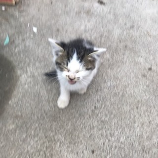 子猫もらって下さい＜再開＞