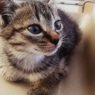 子猫を保護しました