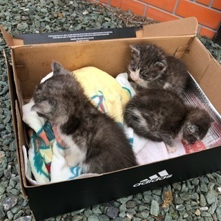 昨日保護したばかりの子猫です