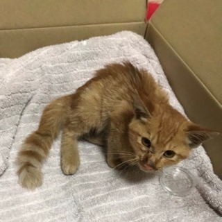 子猫 里親募集 【代理募集です】