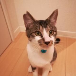 里親様決定幸せにね🐱