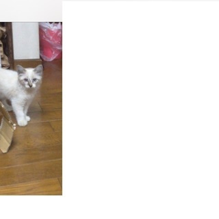 子猫(ペルシャかシャムのミックス)もらってください