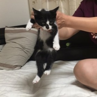 子猫の里親を募集します