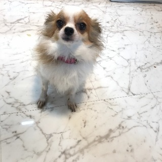 極小成犬チワワ&パピヨン2キロ