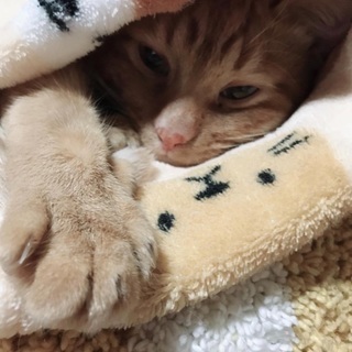 二匹の猫の里親募集してます！