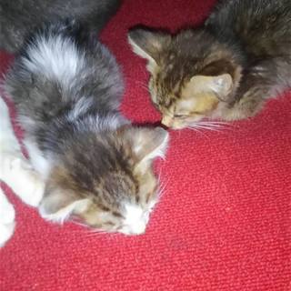 生後2か月の子猫の里親募集（オス2匹、メス2匹）直接引き取り希望