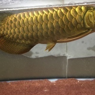 大型魚専門店 AQUASHOP 流星