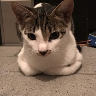この女の子を家族に迎えて欲しいです。 - 猫