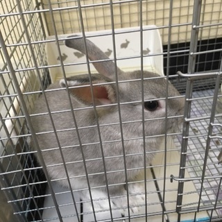 うさぎ(オス)