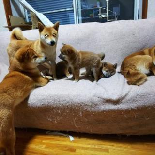 柴犬仲間 - つくば市