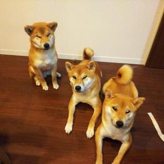 柴犬仲間 - 友達