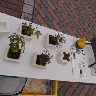 盆栽や和服など、日本文化を新しい形で作り上げたい仲間募集