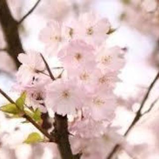 不安から笑顔に！　中学受験するママの癒しと前進サポートレッスンの画像