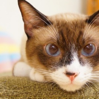 10月12日 19時開始❗️猫かふぇでの異業種交流会❗️