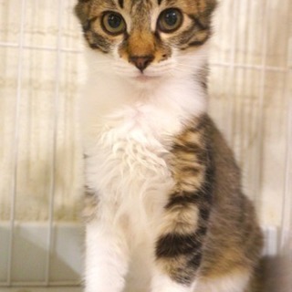 10月12日 19時開始❗️猫かふぇでの異業種交流会❗️ - その他