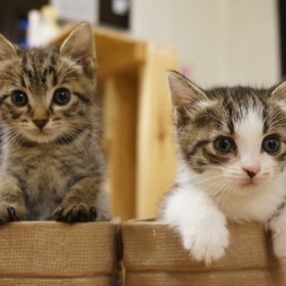 10月14日❗️19時開始猫かふぇでの異業種交流会❗️