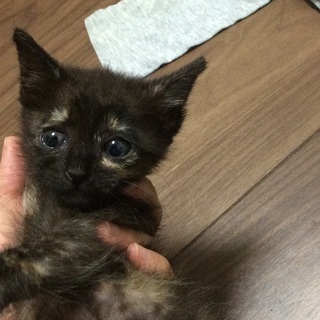 仔猫の里親募集です。