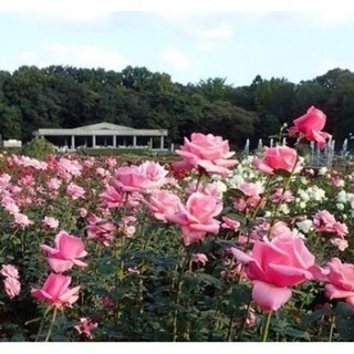 深大寺と神代植物公園の秋バラ🌹フェスタ