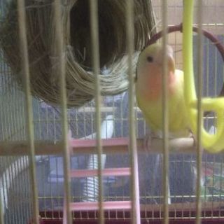コザクラインコもらってください