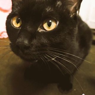 黒猫/男の子/2歳/2匹