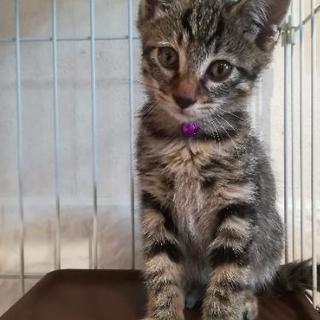２ヶ月キジ♀里親様決定しました。🐱