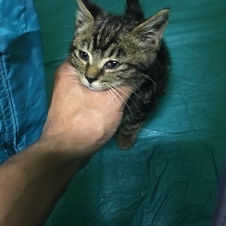アメショーゴールドタビー♂