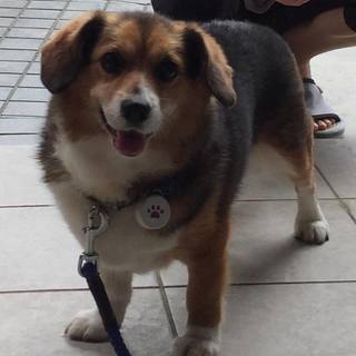 飼い主が亡くなってしまった老犬りゅうくんの里親　急募集