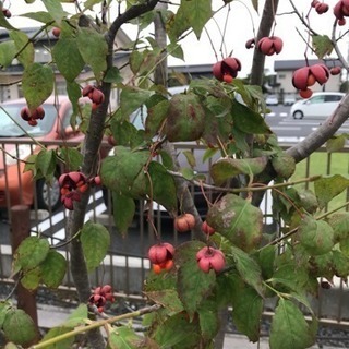 この植物の名前をご存知の方