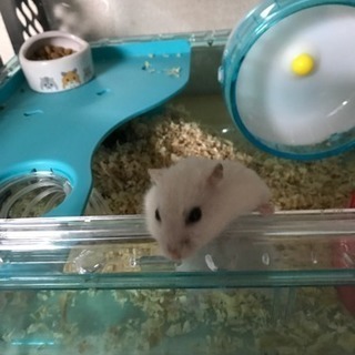 ハムスター里親募集