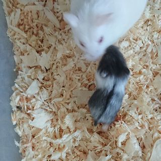 キャンベルハムスターの赤ちゃん