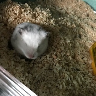 ダルメシアンハムスター里親募集