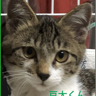 東京。豆太くん。おっとり癒し系。