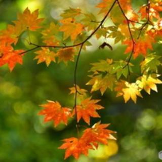 フリマボランティアお手伝い募集