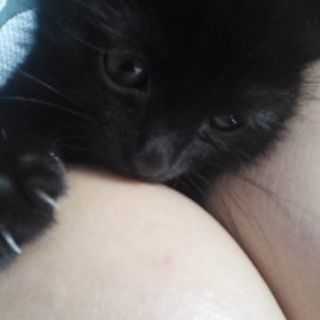 可愛い子猫 