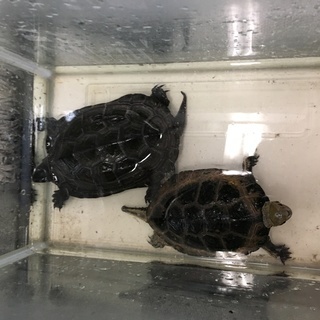 石亀（オス）　クサガメ（メス）２匹セット