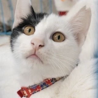 【里親さま決定】人懐こいねいろちゃん − 埼玉県
