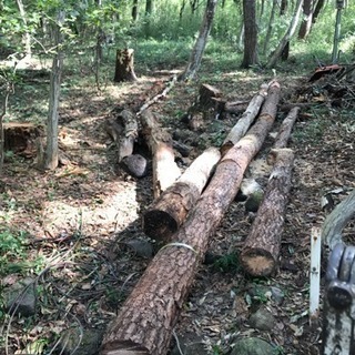植木伐採、建物解体 庭石片付け 手伝い 日払いの画像