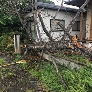 植木伐採、建物解体 庭石片付け 手伝い 日払いの画像