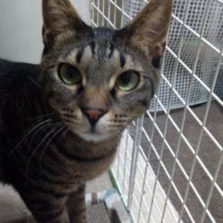 猫二匹の里親を探しています