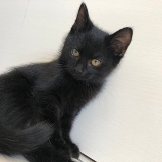 可愛い黒猫くんを家族の一員として迎えてくださる方を探しています！