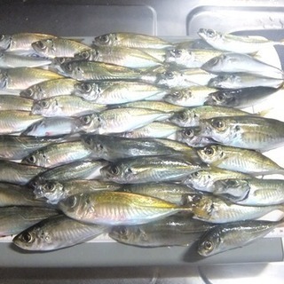 海釣りサビキ専用仲間募集 − 埼玉県