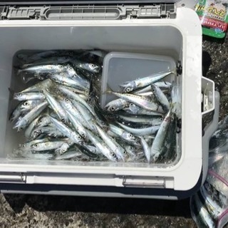 海釣りサビキ専用仲間募集 - 友達