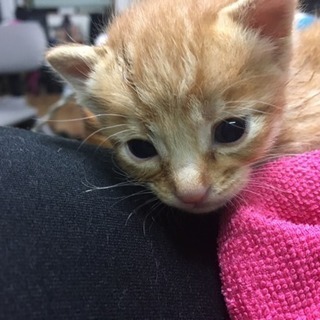 ミルクから育ててたい方里親募集！可愛い子猫います。