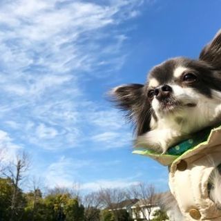 ワンちゃん🐶ネコちゃん🐱ロケーションフォト(出張撮影)承っています