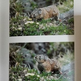 大雪の峰々　ナキウサギ写真集　帯付き【ムベの本棚】の画像