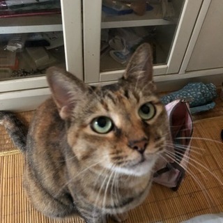 成猫(7歳)、甘えん坊の女の子です！