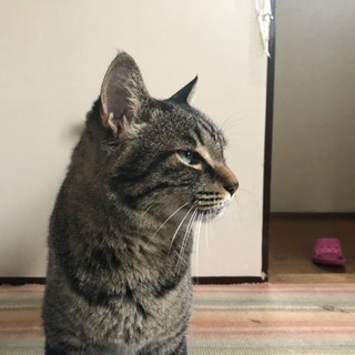 のんびり屋さん、成猫(オス)