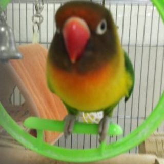 ボタンインコを探しています。口伝えで拡めて頂けると嬉しいです。